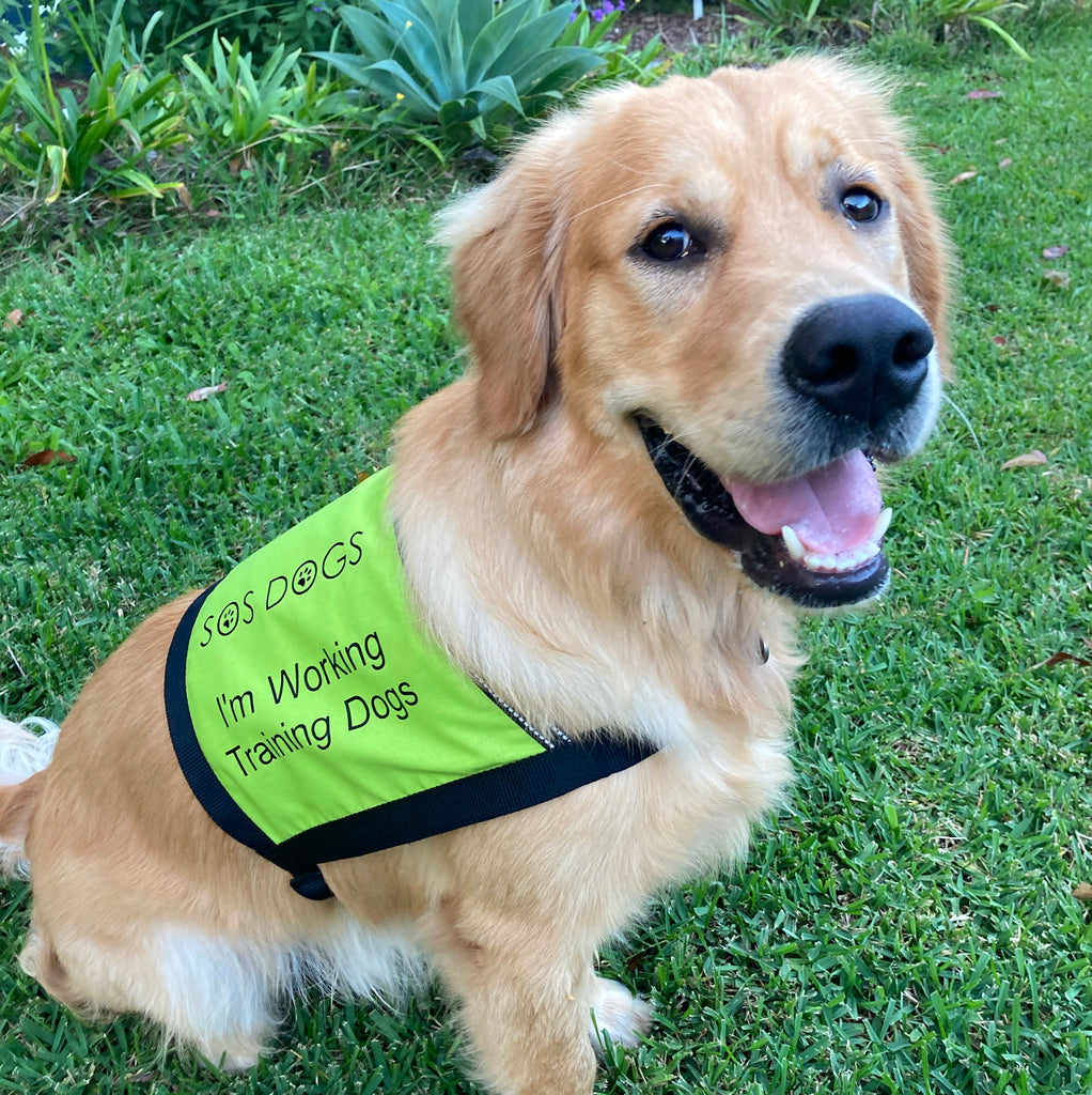 Cape Style Lightweight Therapy/Assistance Dog Training Vest