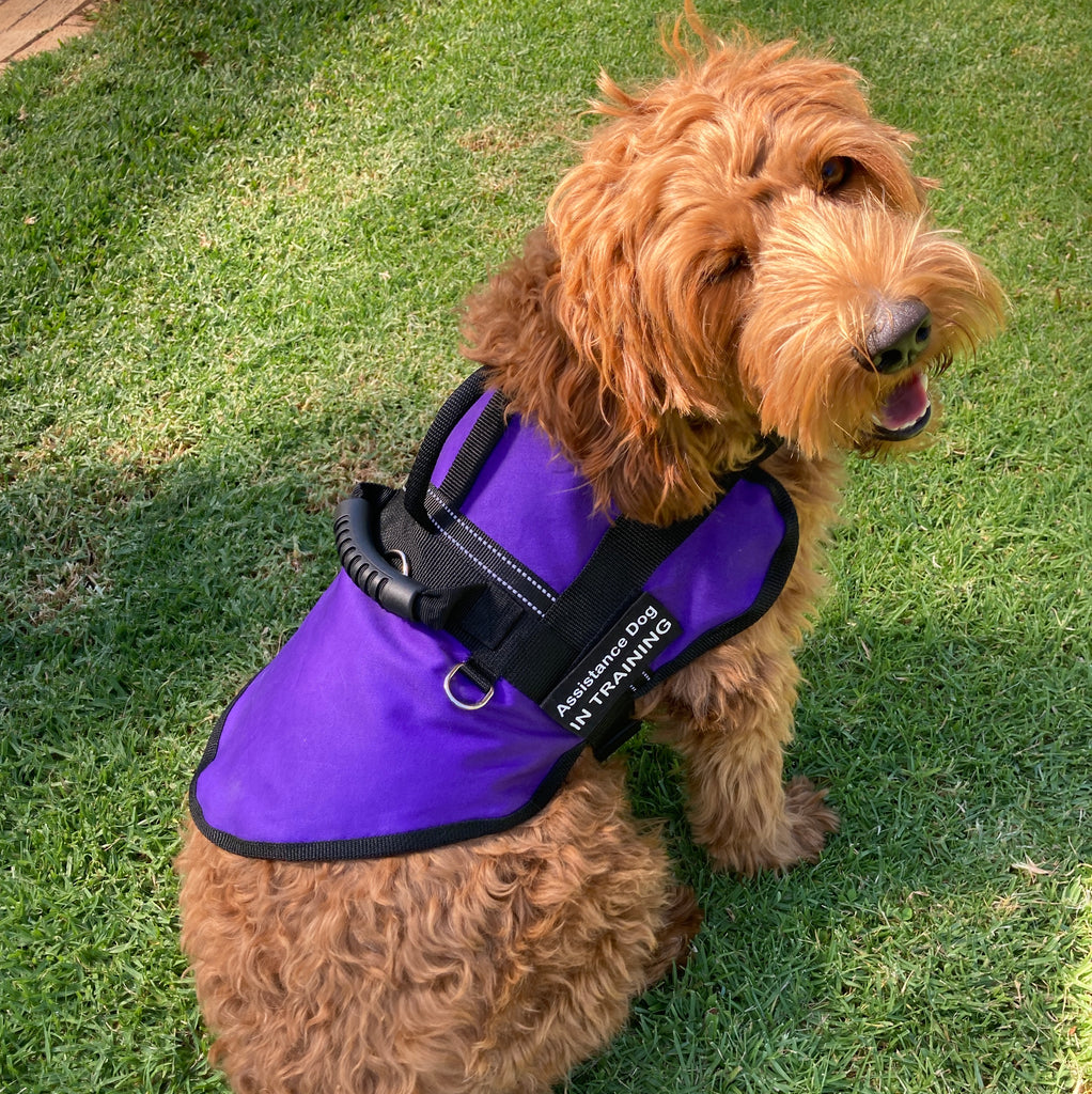 Handled Therapy/Assistance Dog Training Jacket / Coat with ID Pouch