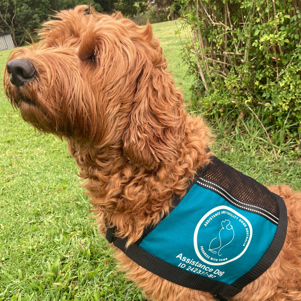 Cape Style Lightweight Therapy/Assistance/Wellbeing Dog Training Vest (Badges and Print not included)