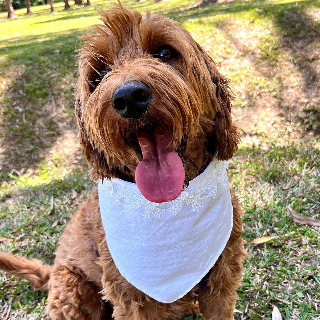 Aurora Wedding Dog Bandana with Bows Lace Trim