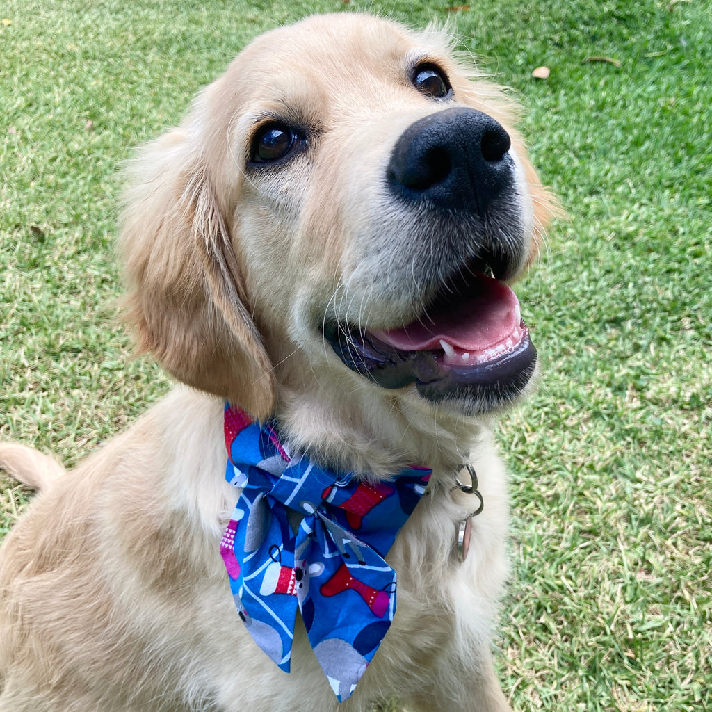 Xmas Dog Sailor Bow - "BLUE KOALAS"