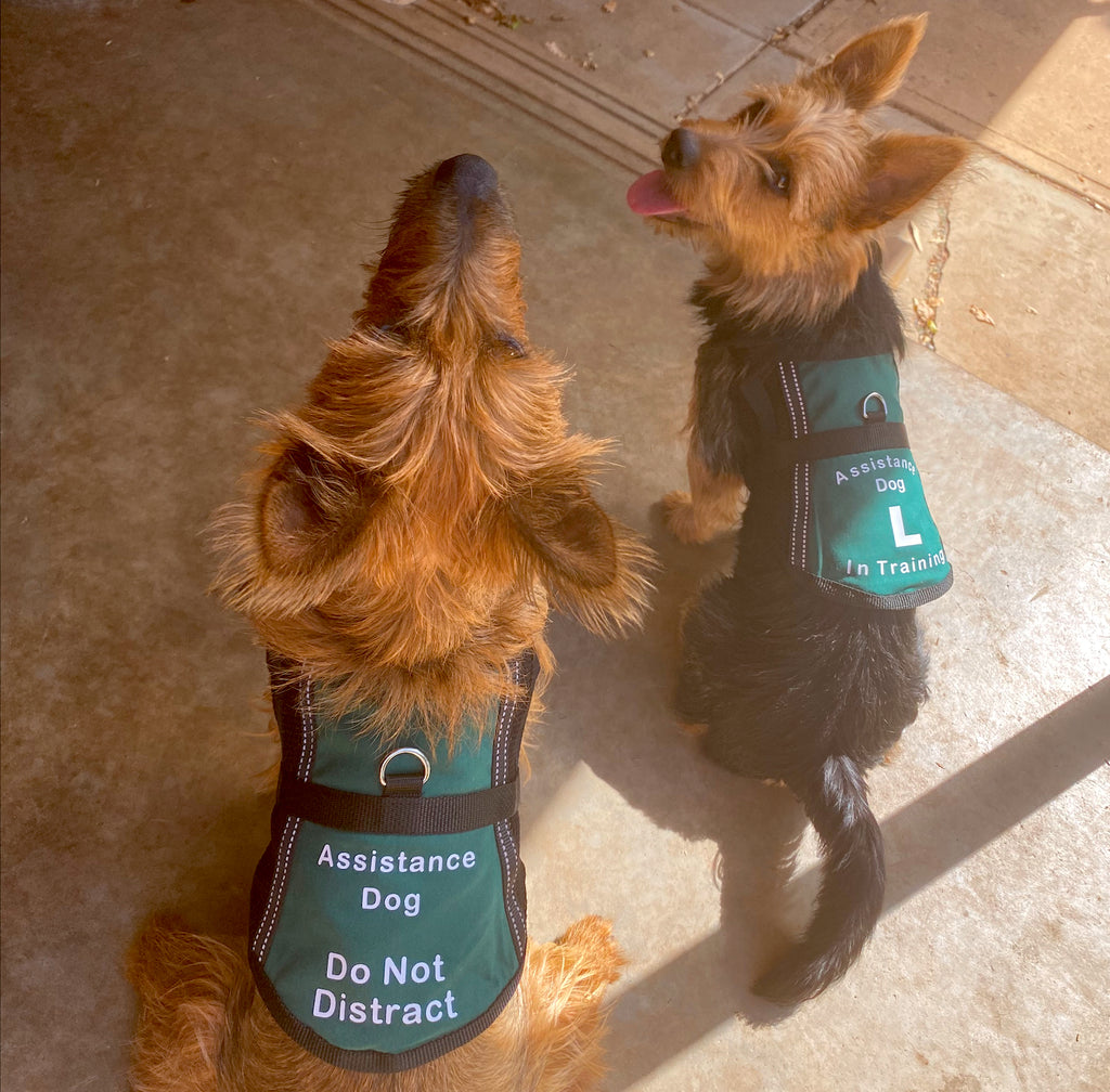Lightweight Therapy/Assistance Dog/Wellbeing Training Vest/Coat (Badges & Print Not Included)