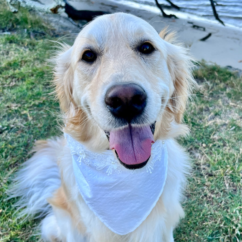 Aurora Wedding Dog Bandana with Bows Lace Trim
