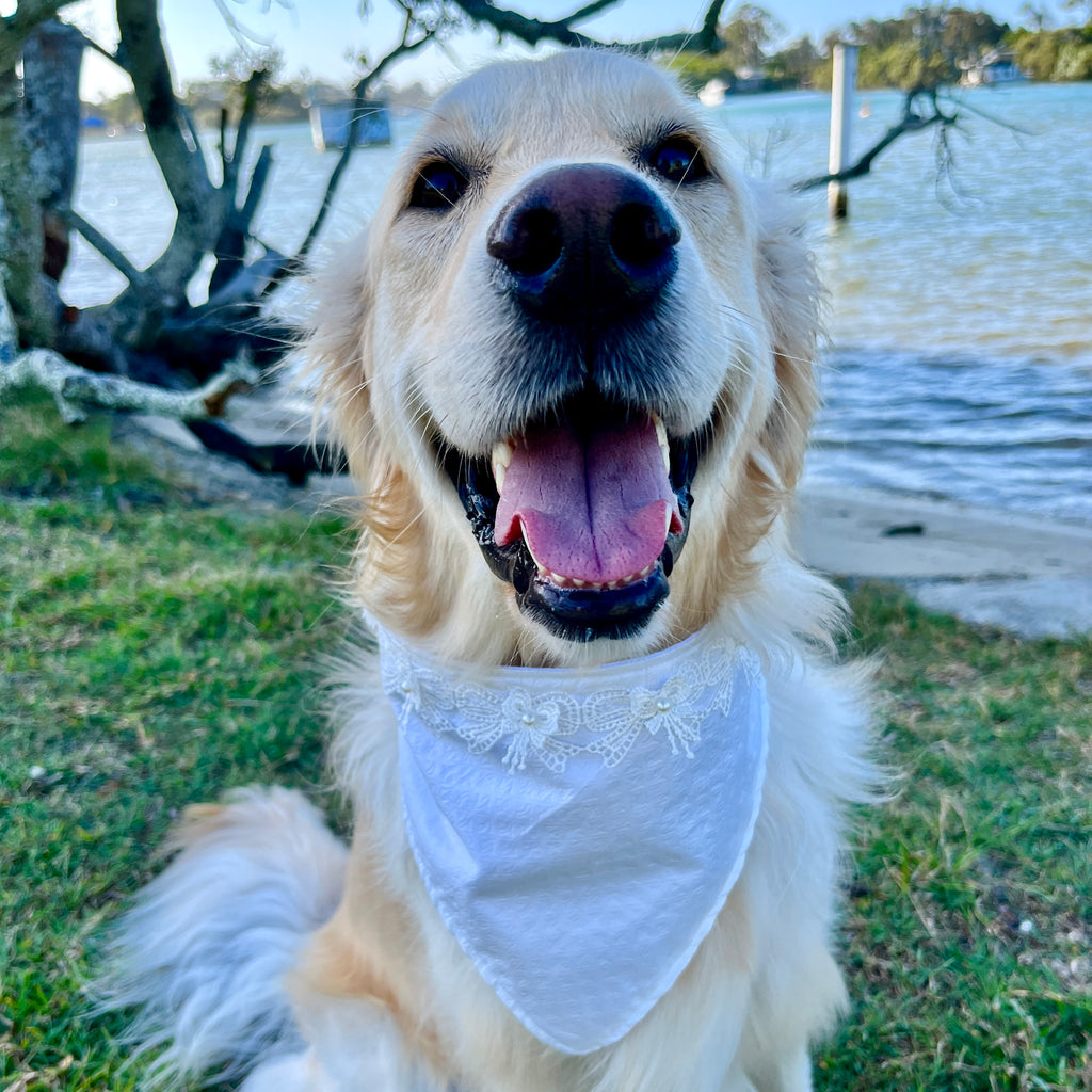 Aurora Wedding Dog Bandana with Bows Lace Trim