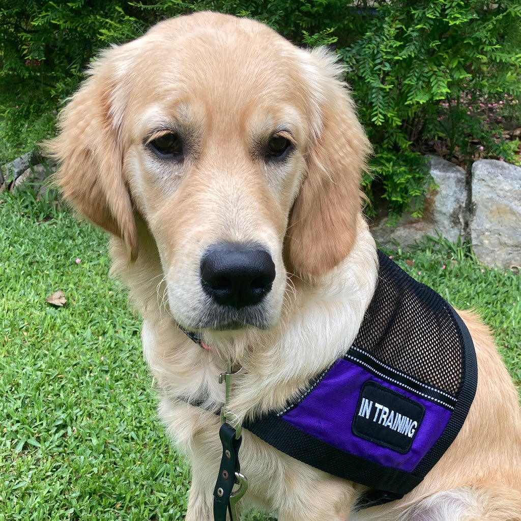 Cape Style Lightweight Therapy/Assistance Dog Training Vest