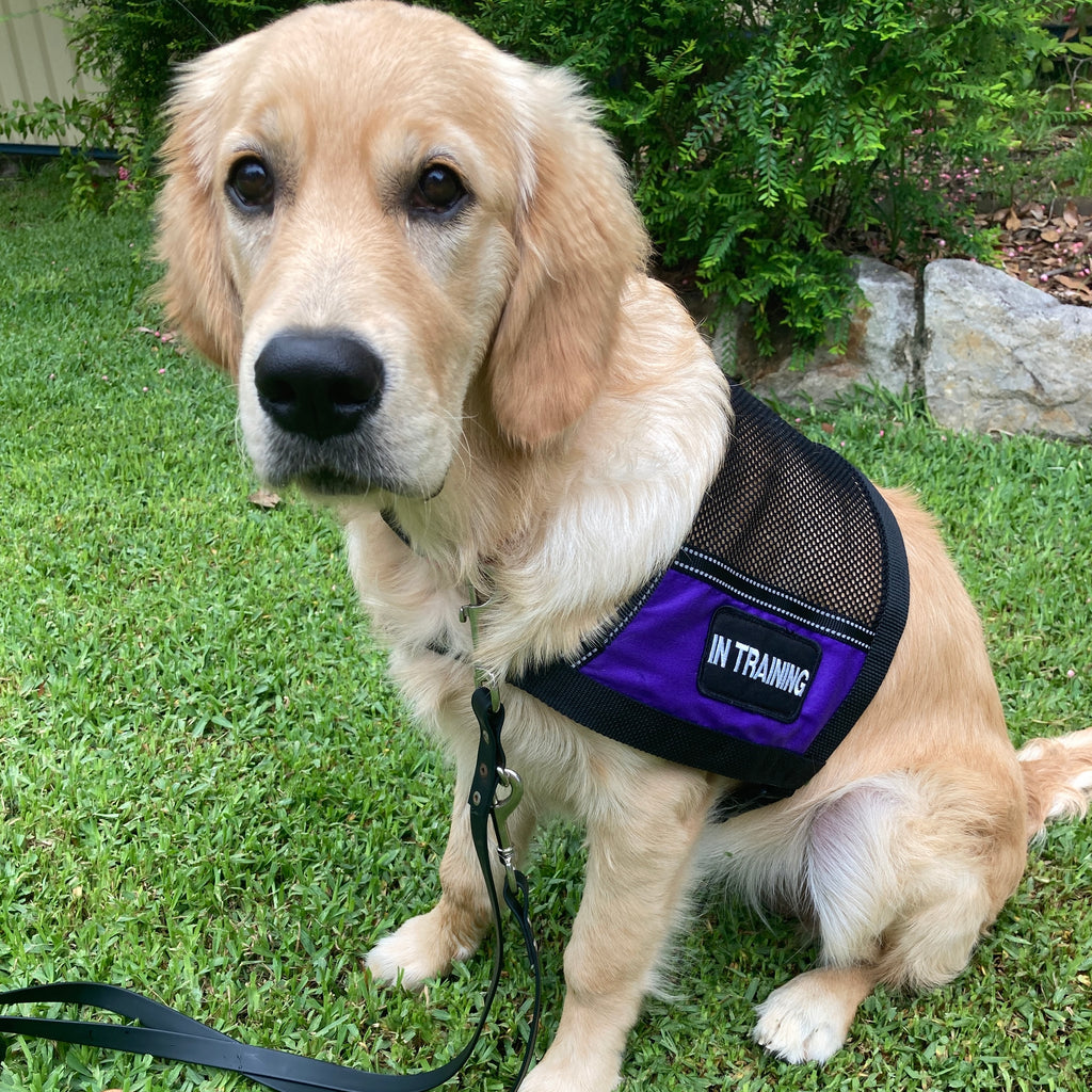 Assistance dog in training vest sales