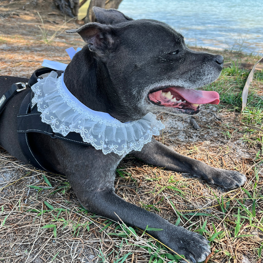Willow Wedding Dog Double Lace Tie Collar - Ivory