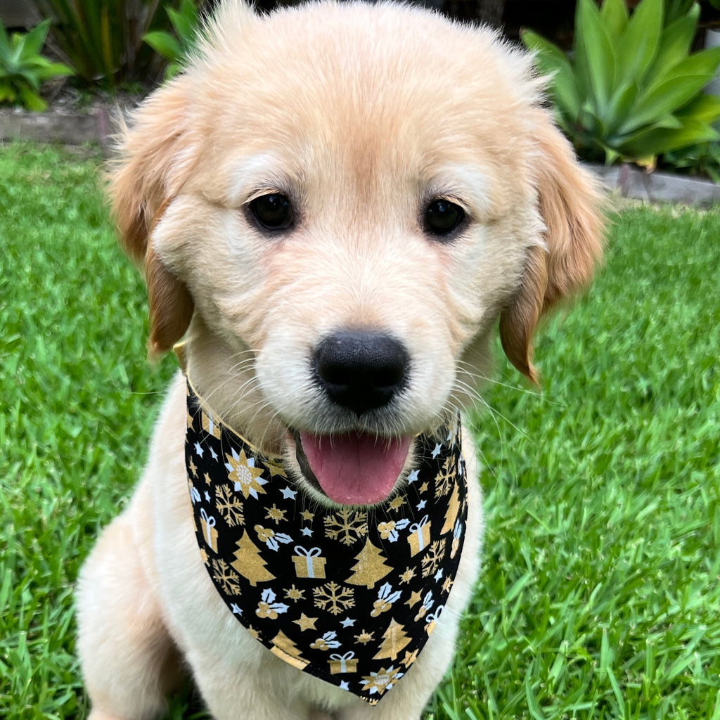 Xmas Dog Bandana, BLACK & GOLD FESTIVE FUN