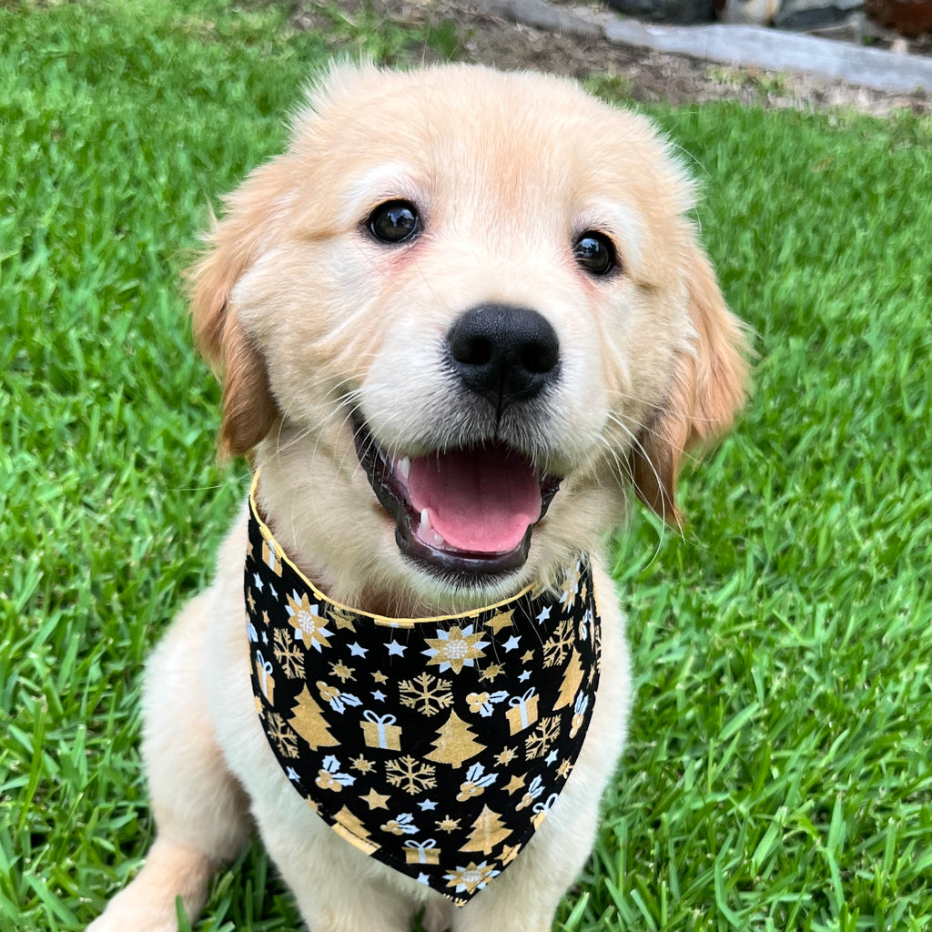 Christmas Collection - BLACK & GOLD FESTIVE FUN