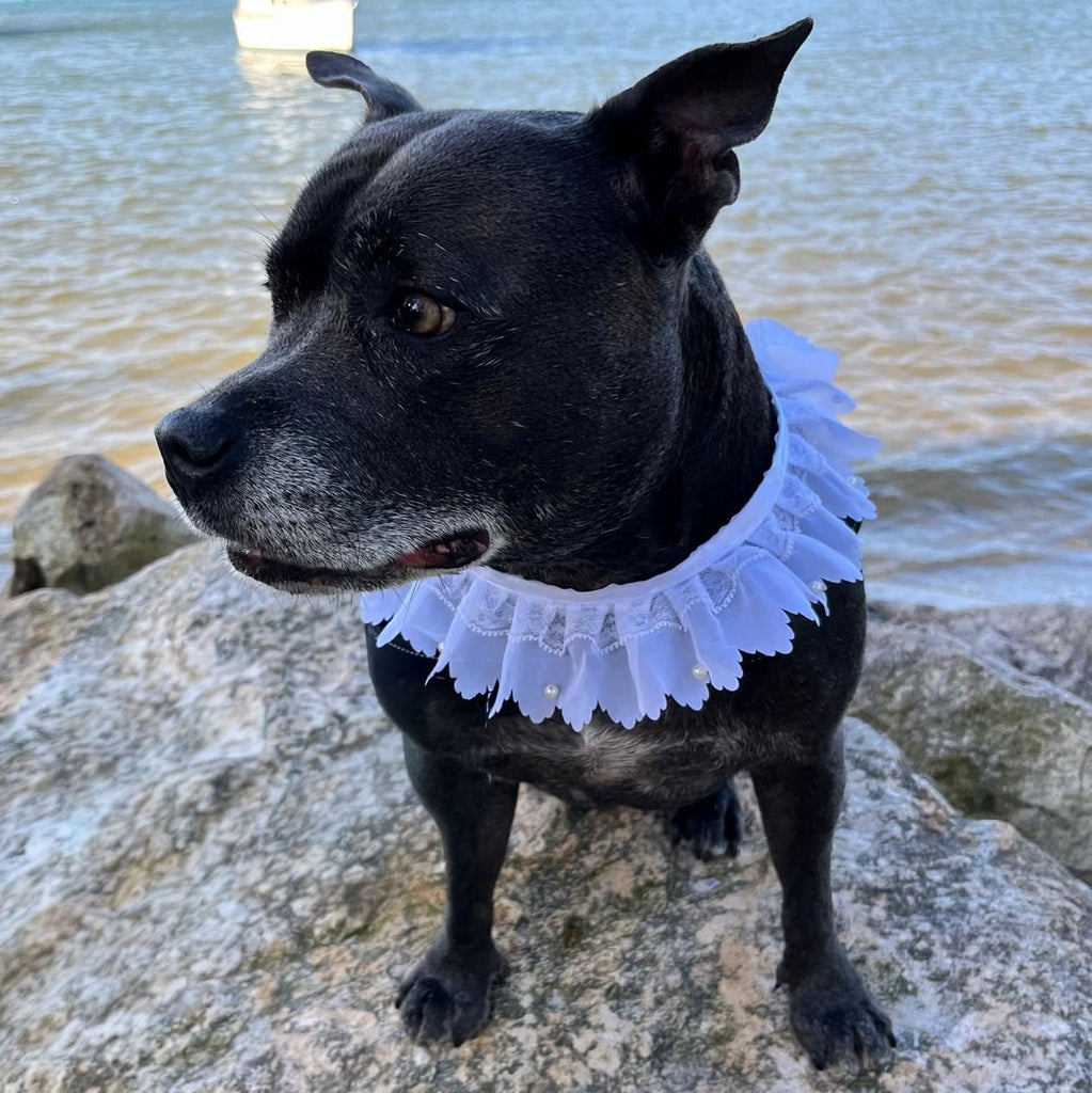 Titania Wedding Dog Fine Lace Tie Collar - White
