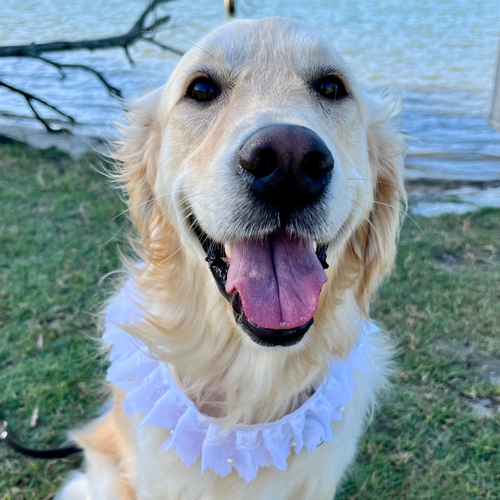 Titania Wedding Dog Fine Lace Tie Collar - White