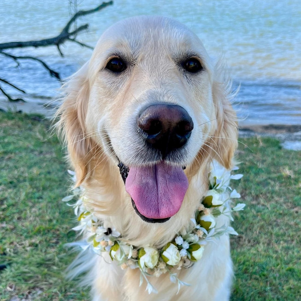 Wedding Dog Flower Crown / Collar - 2 colour choices