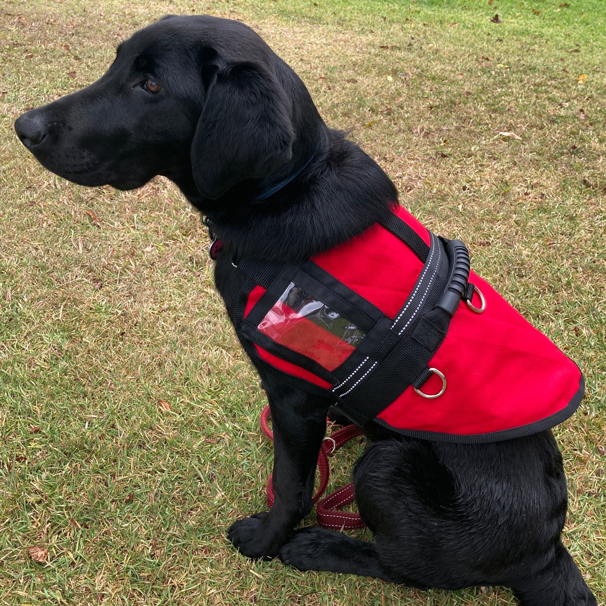 Handled Therapy Assistance Wellbeing Dog Training Jacket Coat with I Pebbles Paws