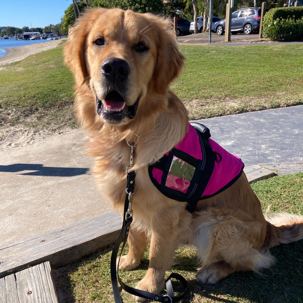 Handled Therapy/Assistance Dog Training Vest/Coat/ with ID Pouch (Badges & Print not included)
