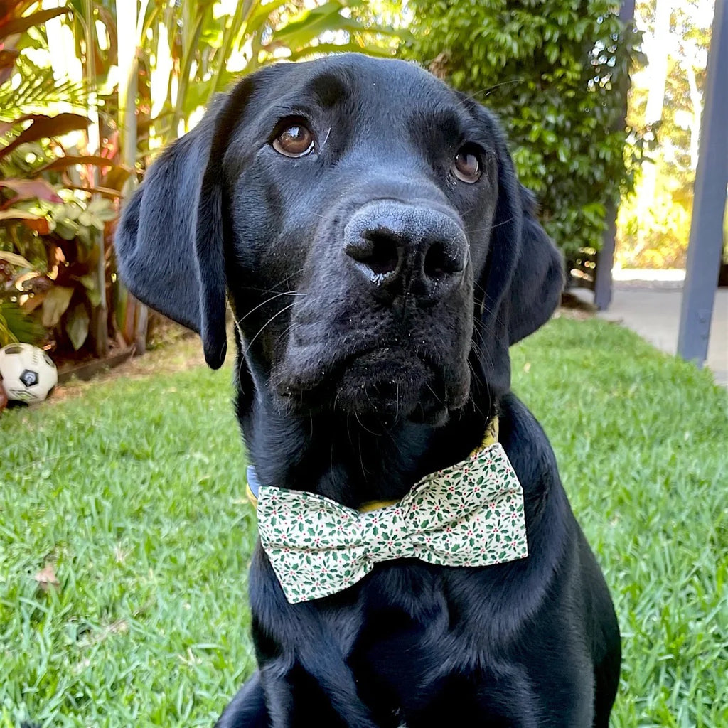 Xmas Dog Bandana, Ditsy Holly Fabric