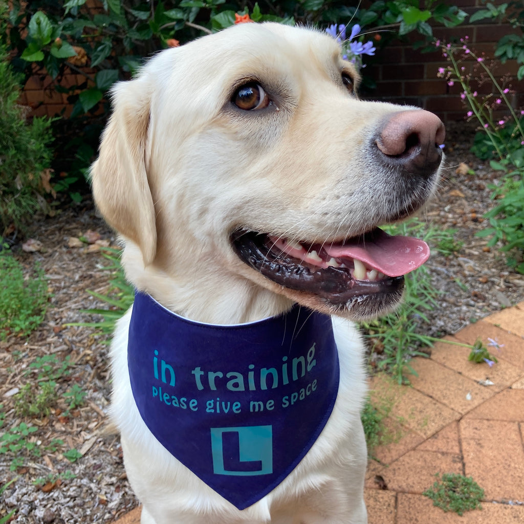 "In Training Please Give Me Space - L Plate" Handmade Dog Bandana - Navy/Aqua