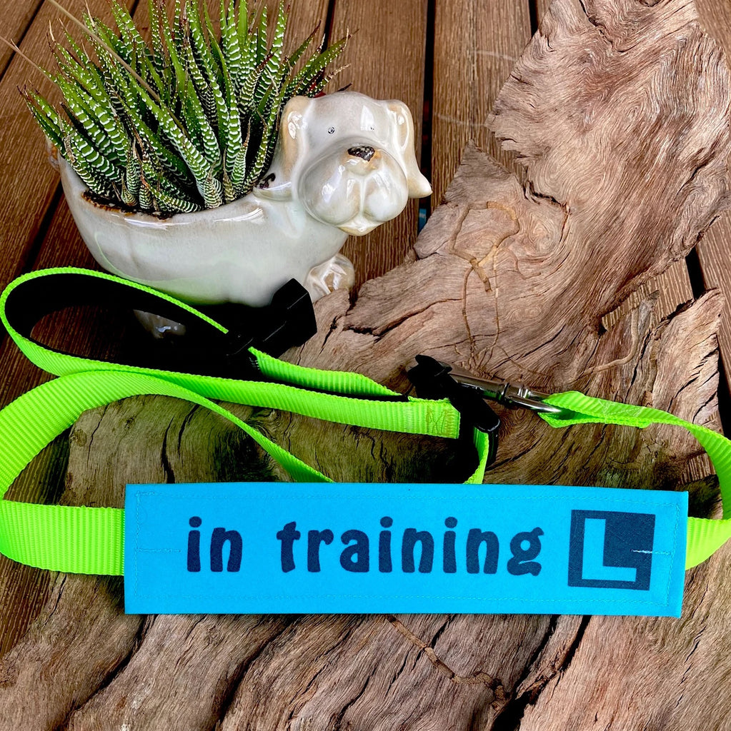 "IN TRAINING" Lead/Collar Strap - Bright Blue