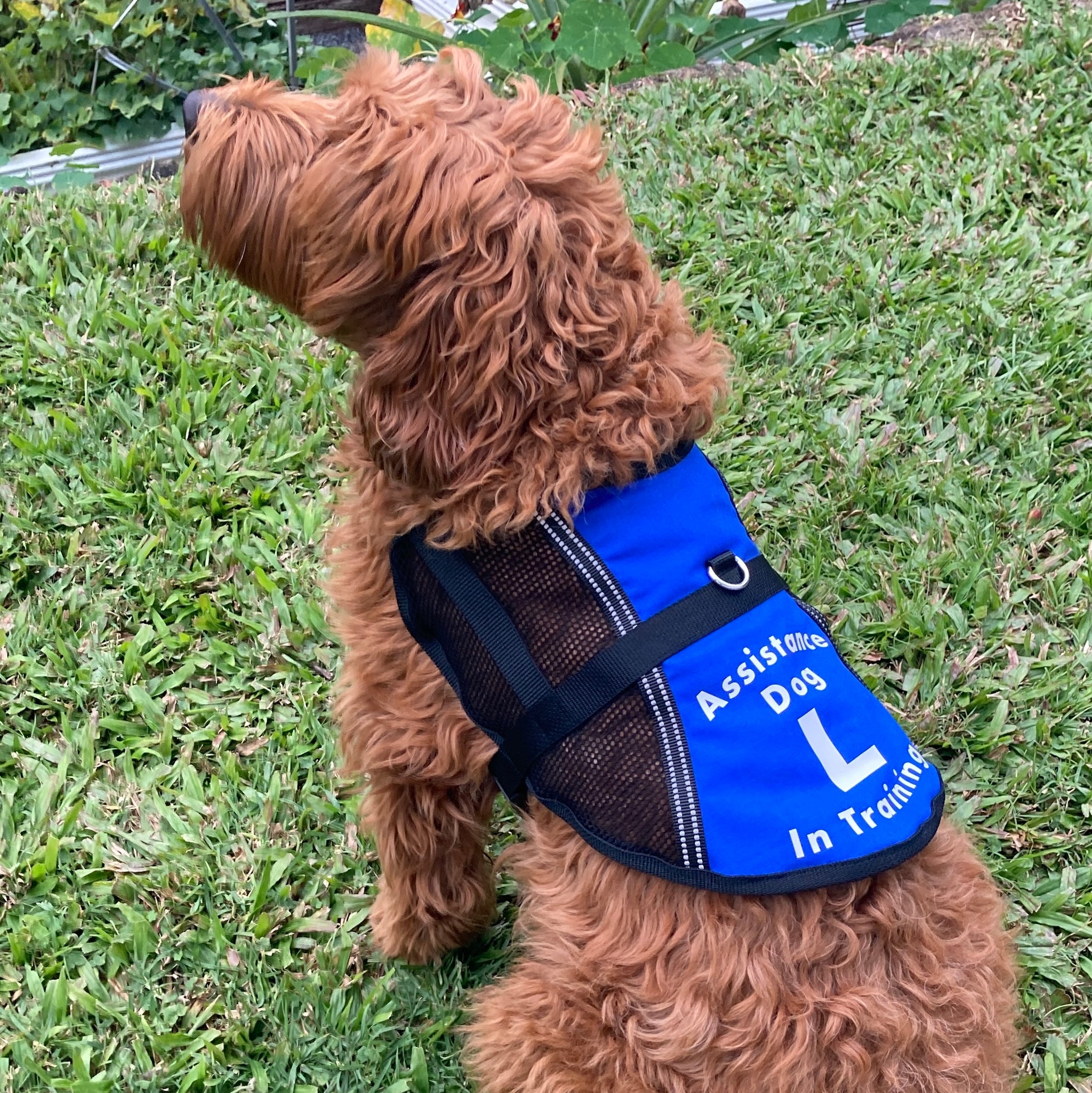 Assistance dog coat sale