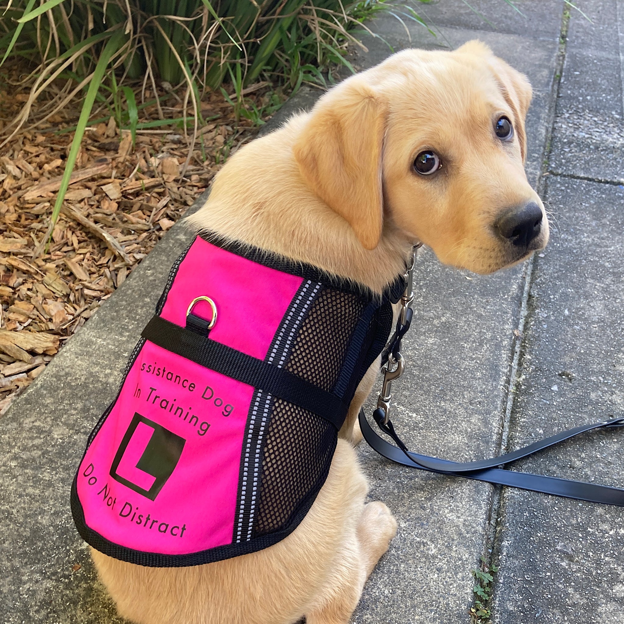 Service dog clothes cheap