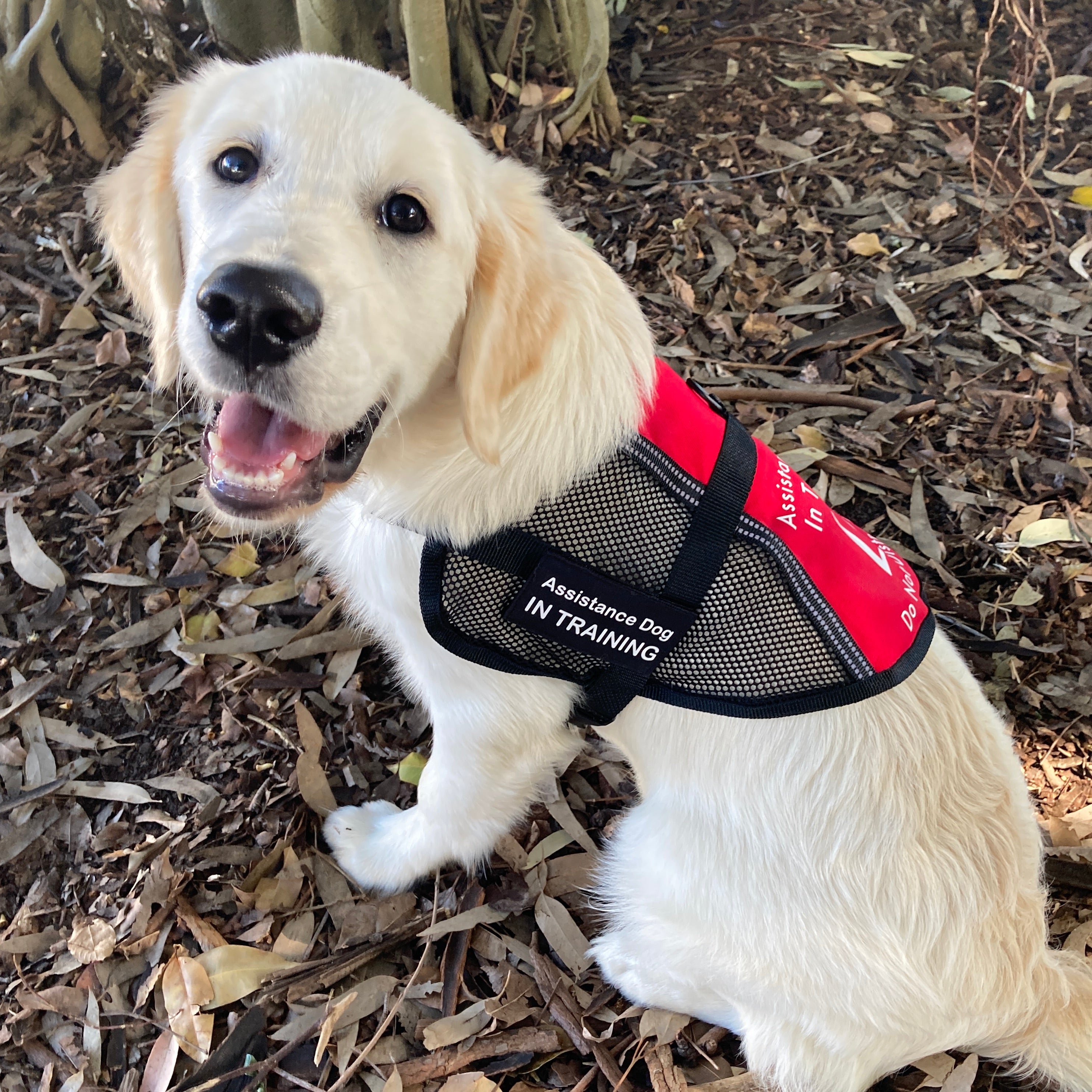 Assistance dog coat deals