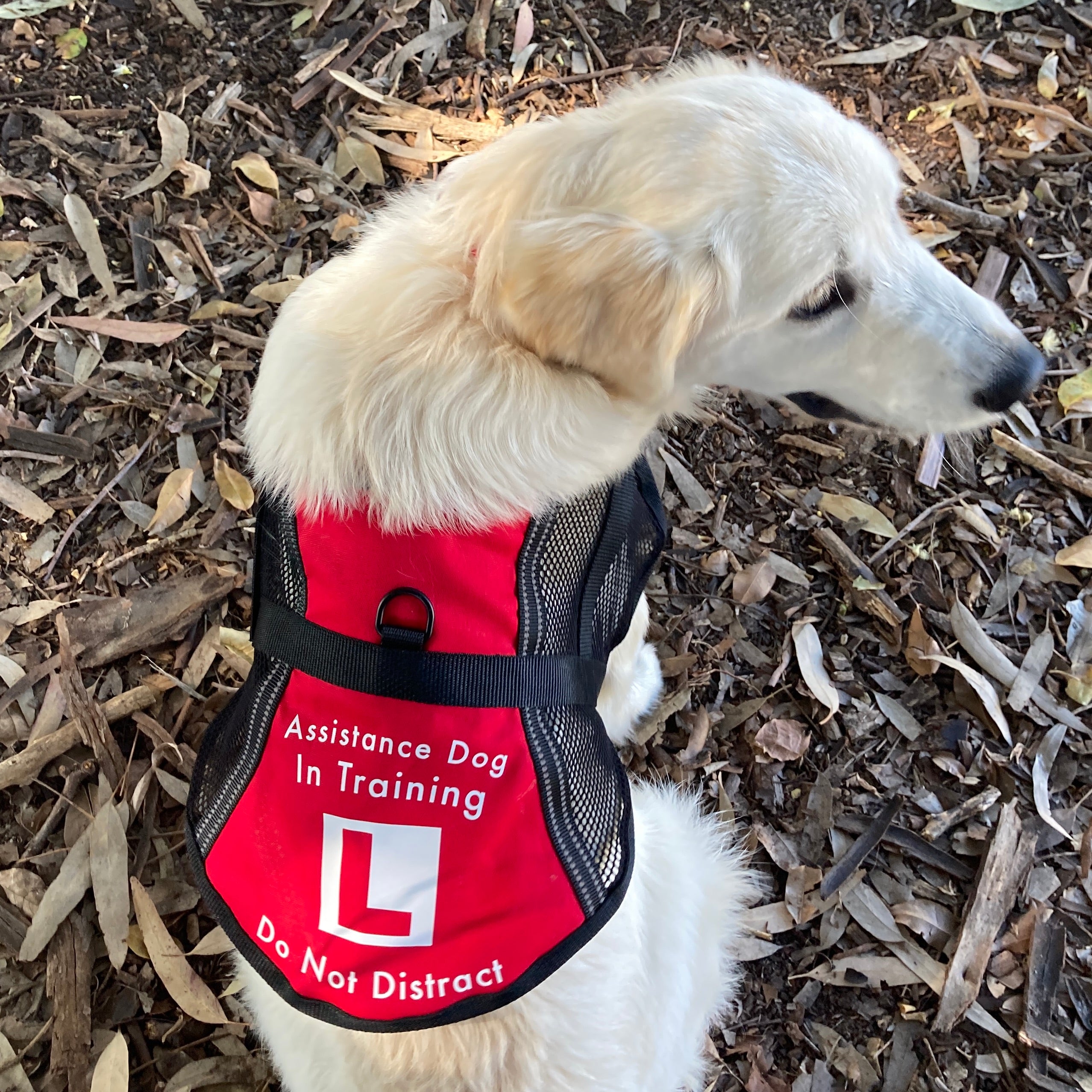 Lightweight Therapy Assistance Dog Wellbeing Training Vest Coat Badge Pebbles Paws