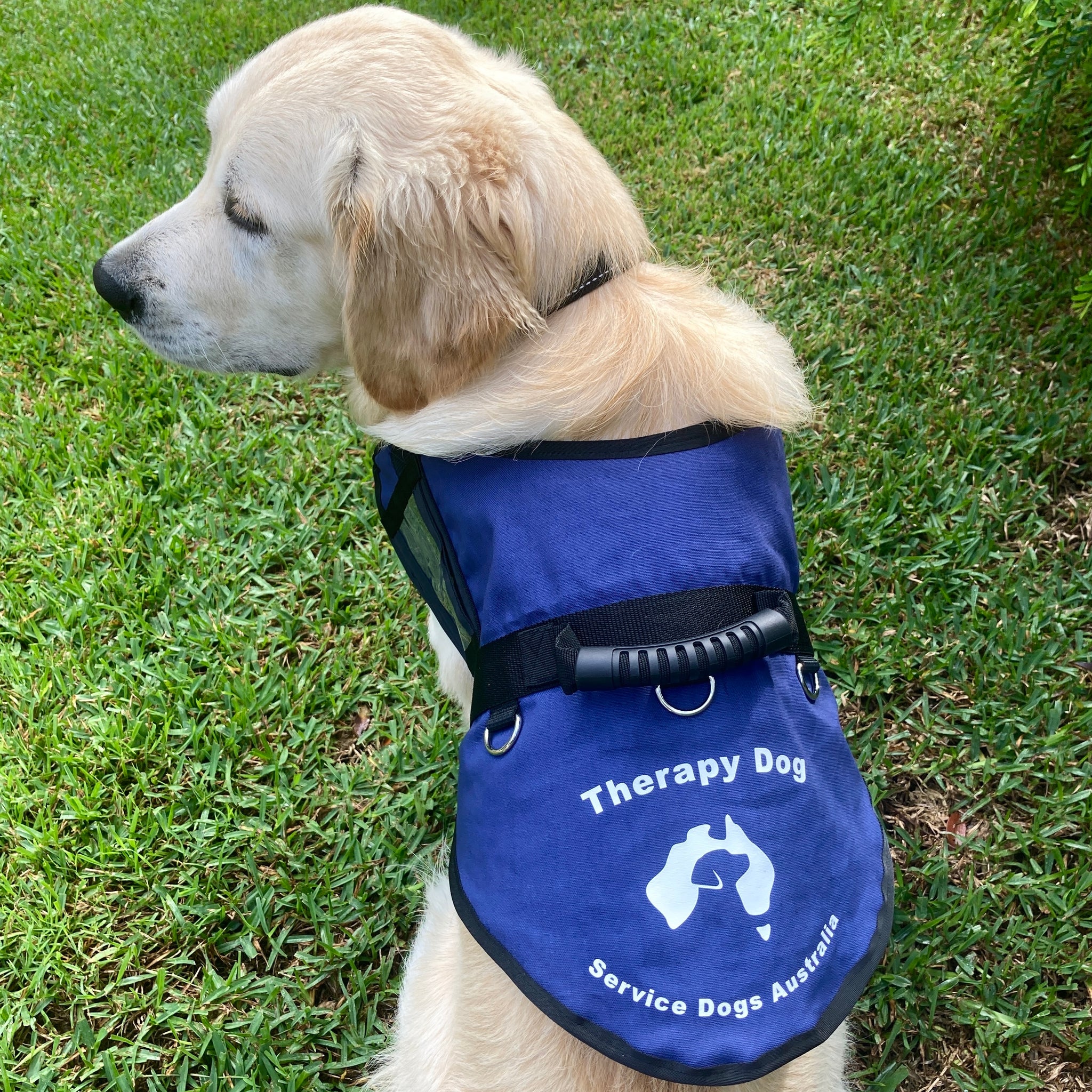 Dog Harness Psychiatric Service Dog For Sale Service Dog Jacket
