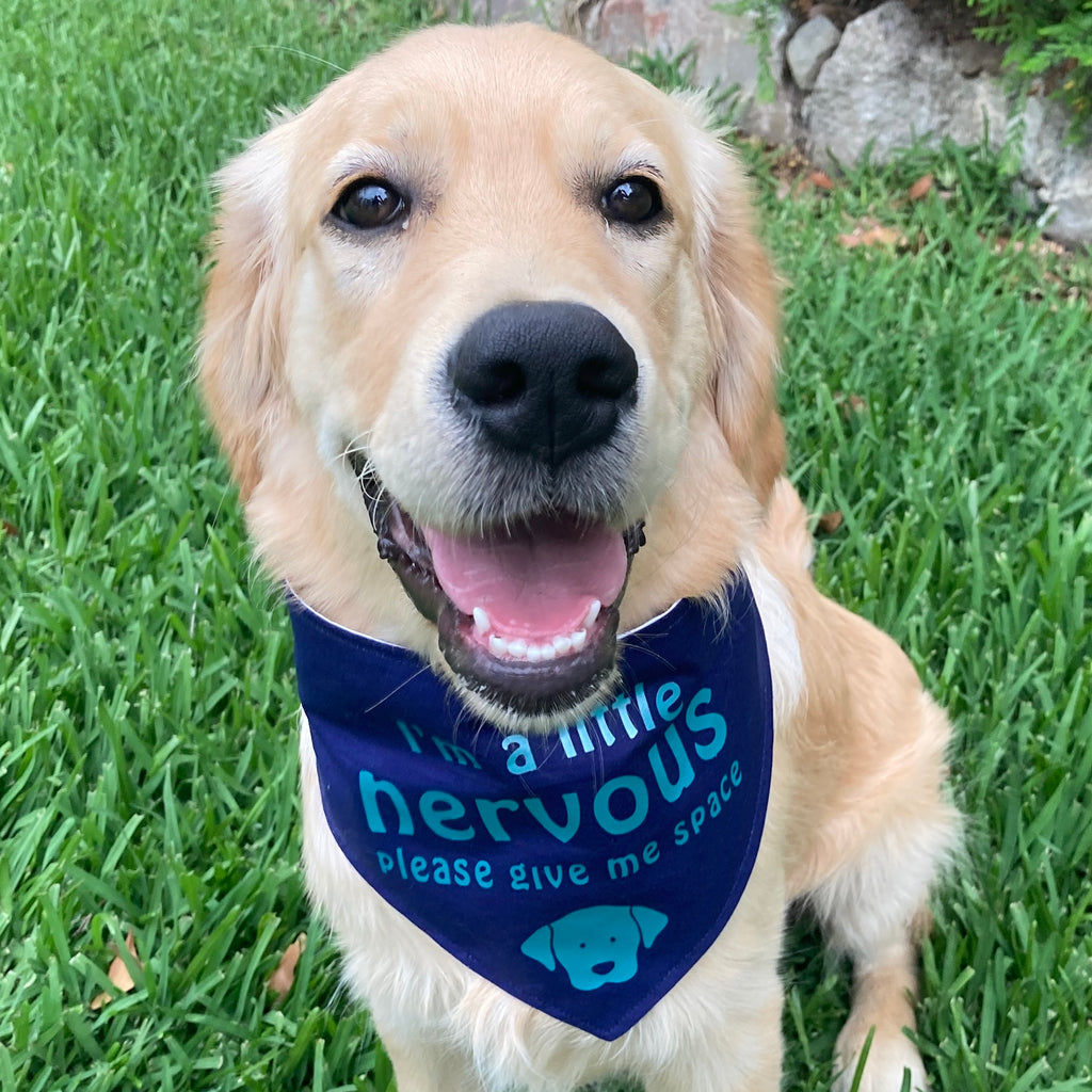 "NERVOUS DOG Bandana and Lead/Collar Strap Set" - Navy / Aqua