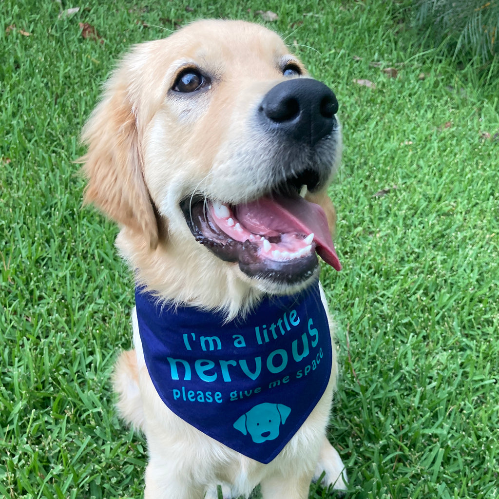 "NERVOUS DOG Bandana and Lead/Collar Strap Set" - Navy / Aqua