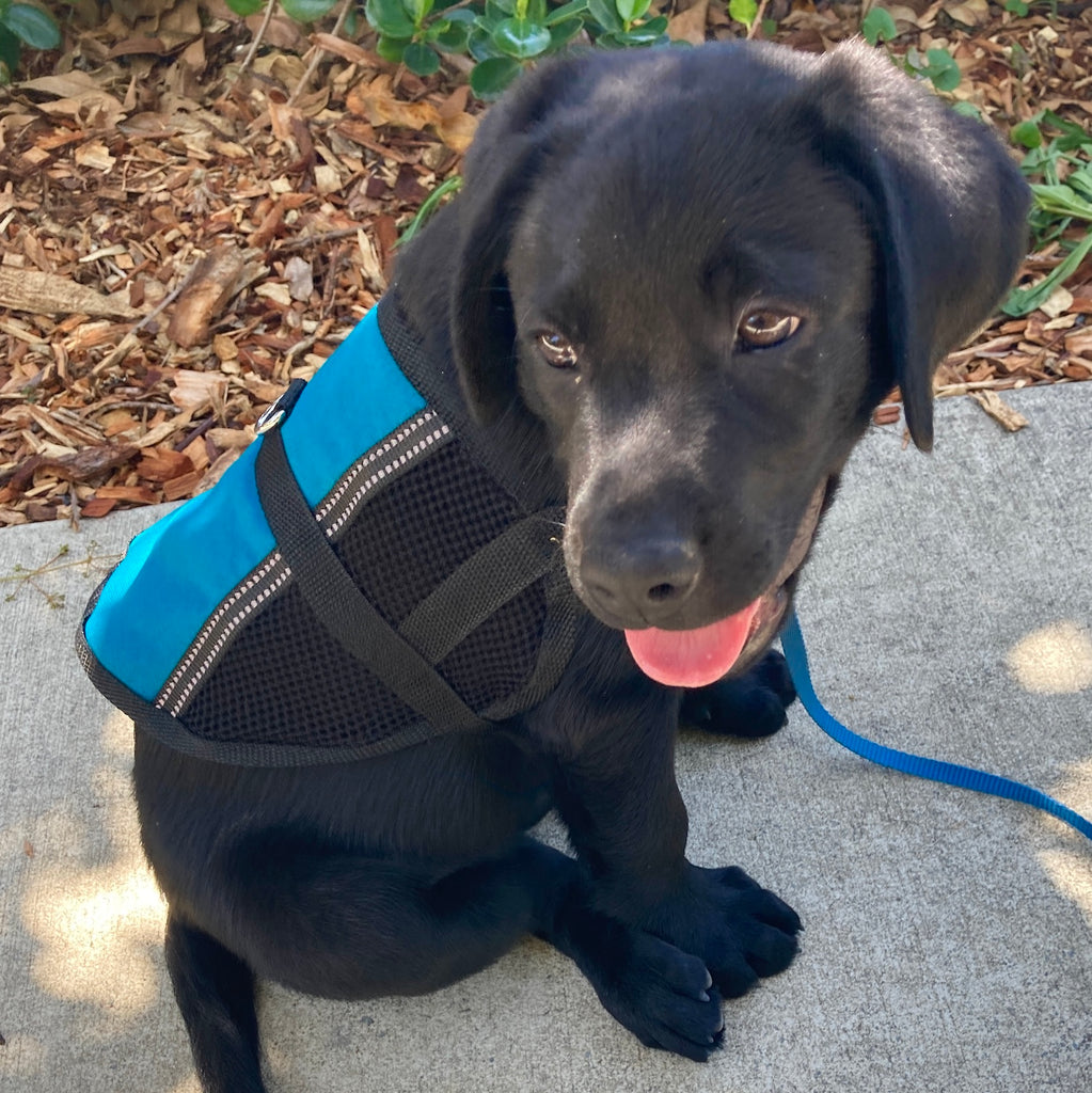 Lightweight Therapy/Assistance Dog/Wellbeing Training Vest/Coat (Badges & Print Not Included)