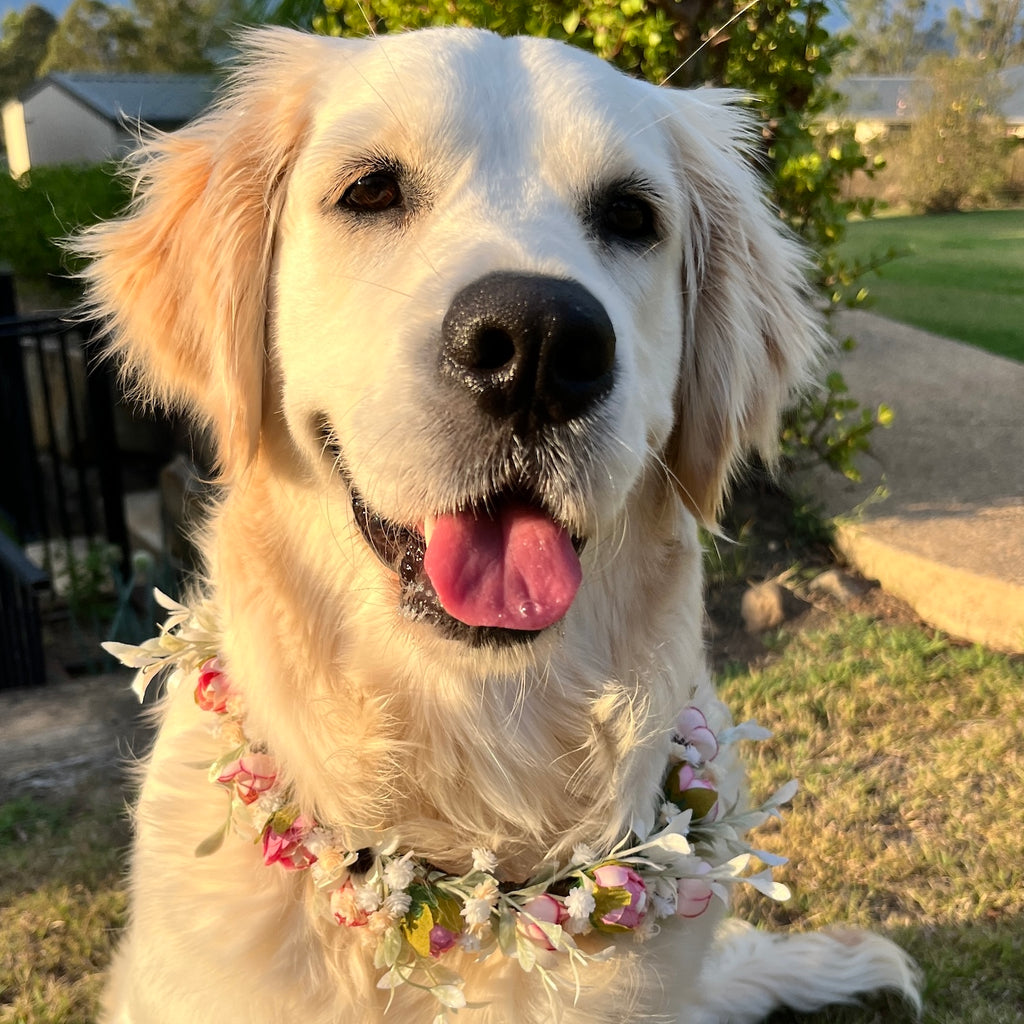 Wedding Dog Flower Crown / Collar - 2 colour choices
