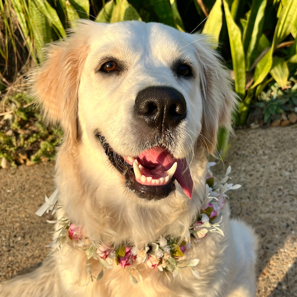 Wedding Dog Flower Crown / Collar - 2 colour choices