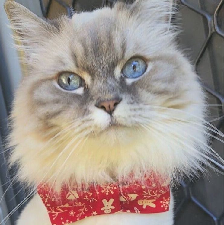 Xmas Cat Bow Tie - Choice of Fabrics