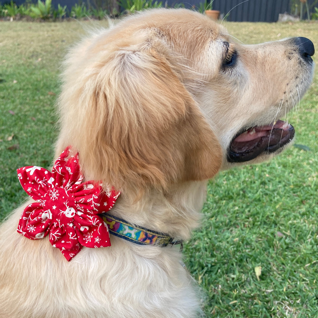 Christmas Collection - RED FESTIVE FUN