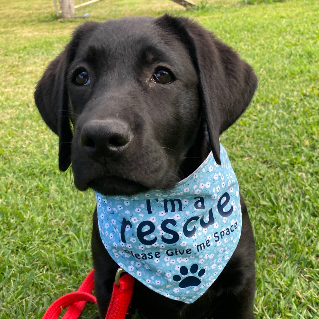 Rescue Dog Bandana - Aqua Flower