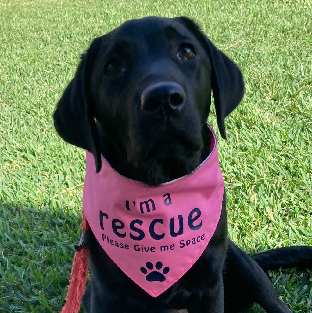 Rescue Dog Bandana and Lead Strap Set - Pink