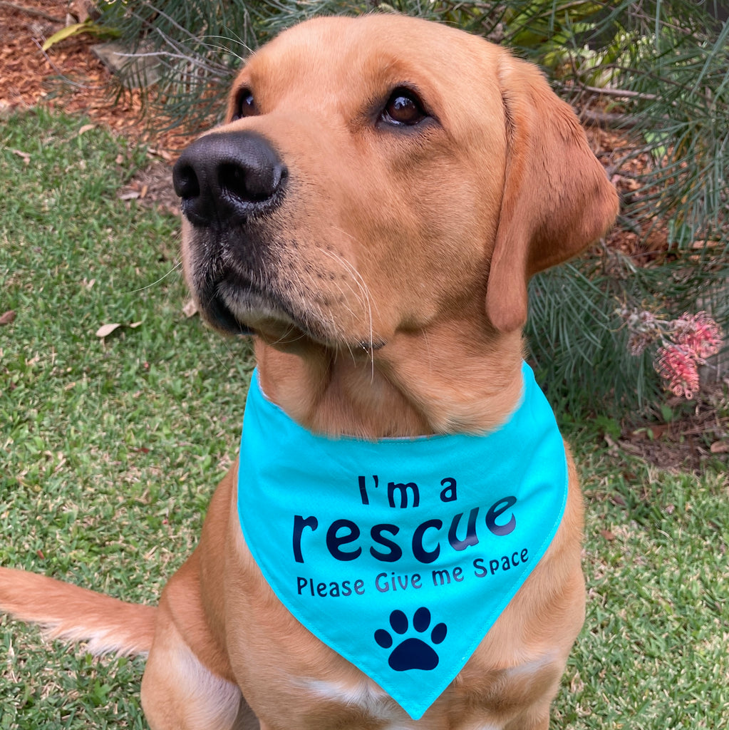 Rescue Dog Bandana and Lead Strap Set - Teal