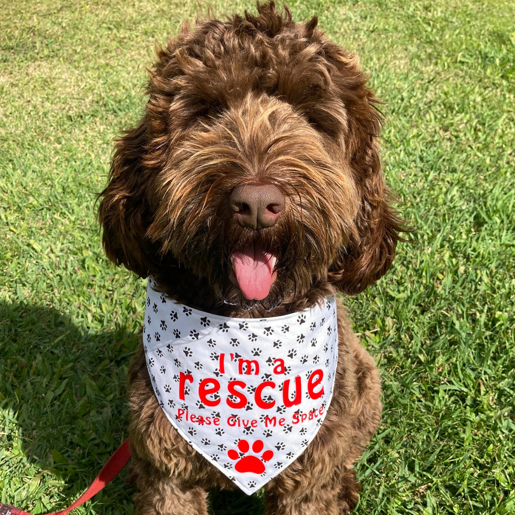 Rescue Dog Bandana - Paw Prints