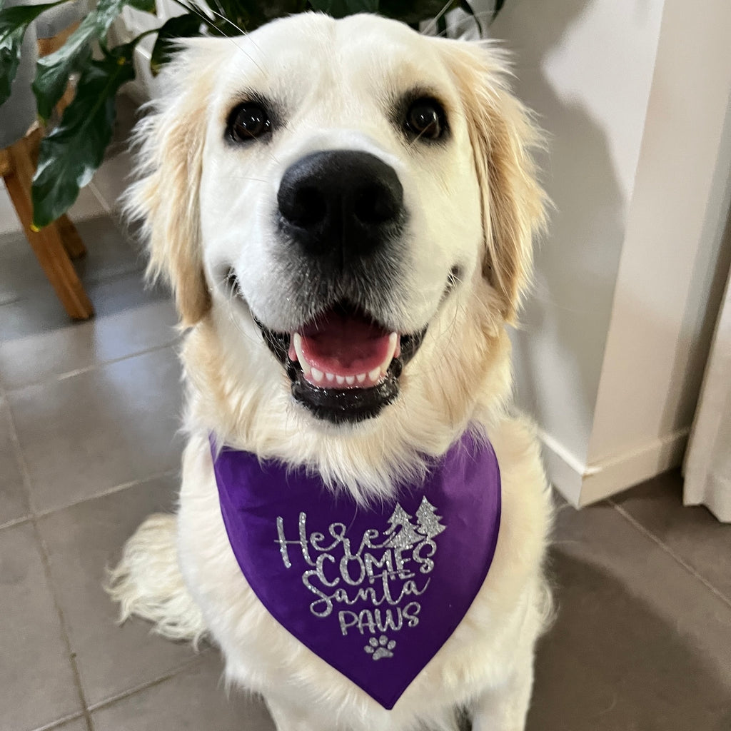 HERE COMES SANTA PAWS! - GLITTER Printed Xmas Dog Bandana