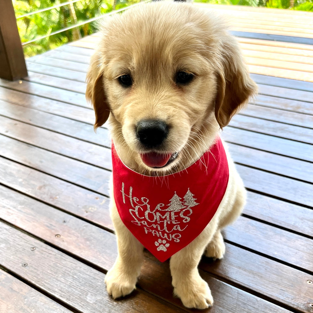 HERE COMES SANTA PAWS! - GLITTER Printed Xmas Dog Bandana