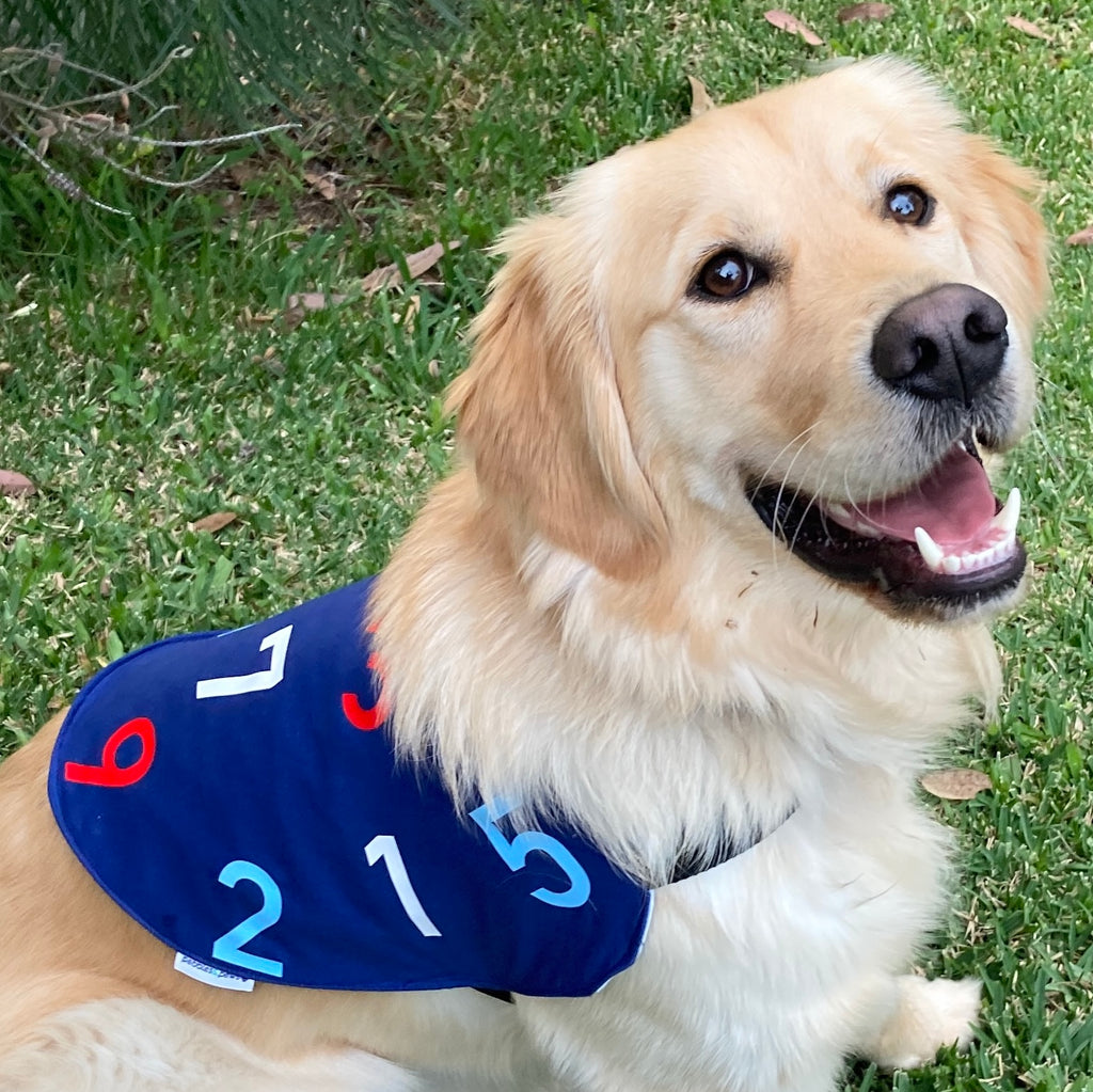 Custom Made Fine Motor Skills / Sensory Therapy Dog Coat