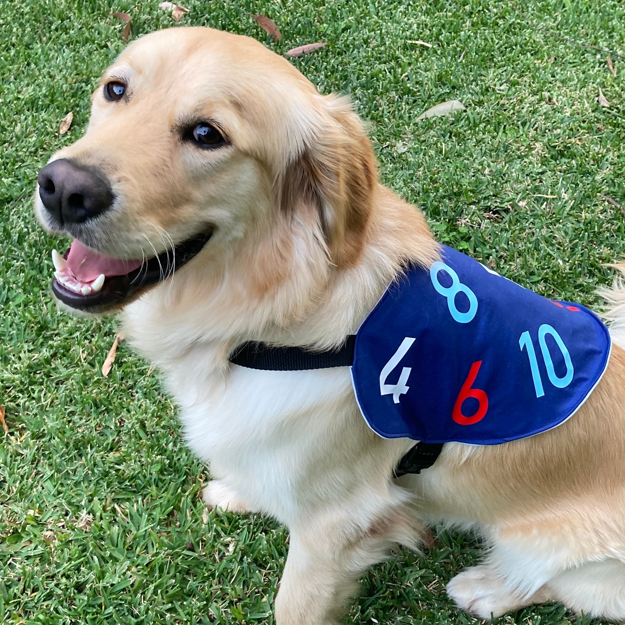Seeing eye shop dog coat