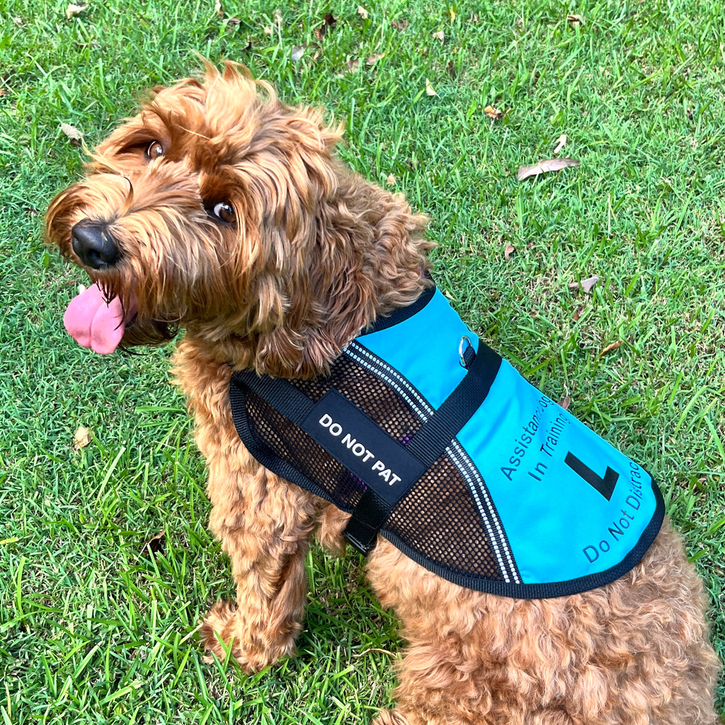 Lightweight Therapy/Assistance Dog/Wellbeing Training Vest/Coat (Badges & Print Not Included)