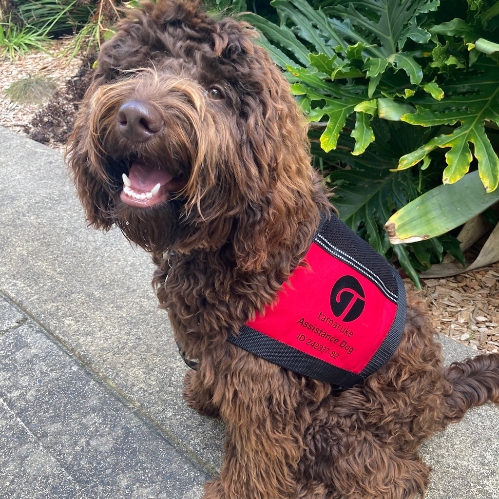 Cape Style Lightweight Therapy/Assistance/Wellbeing Dog Training Vest (Badges and Print not included)