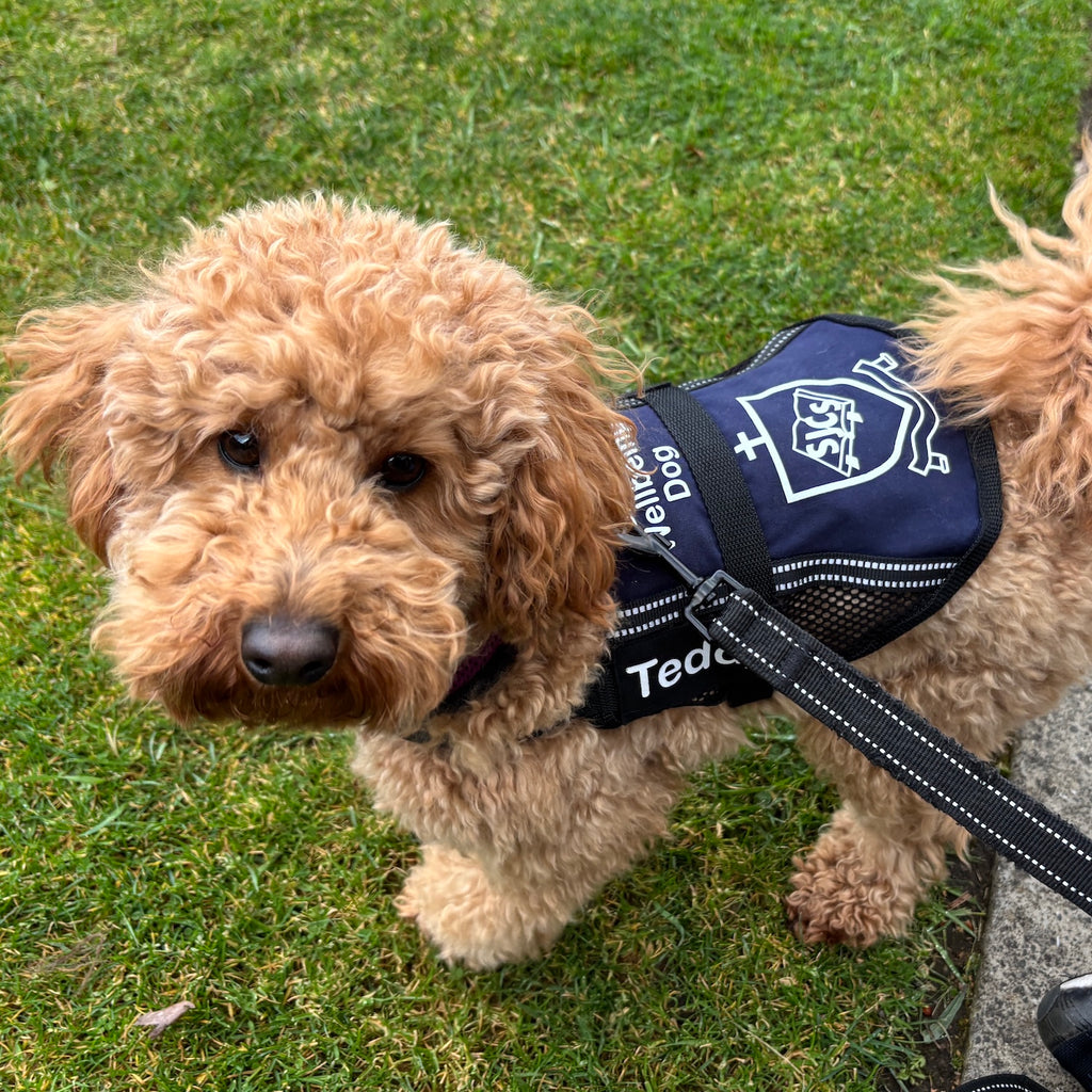 Custom Made Lightweight Therapy/Assistance/Wellbeing Dog Training Vest  (Badges & Print Not Included)
