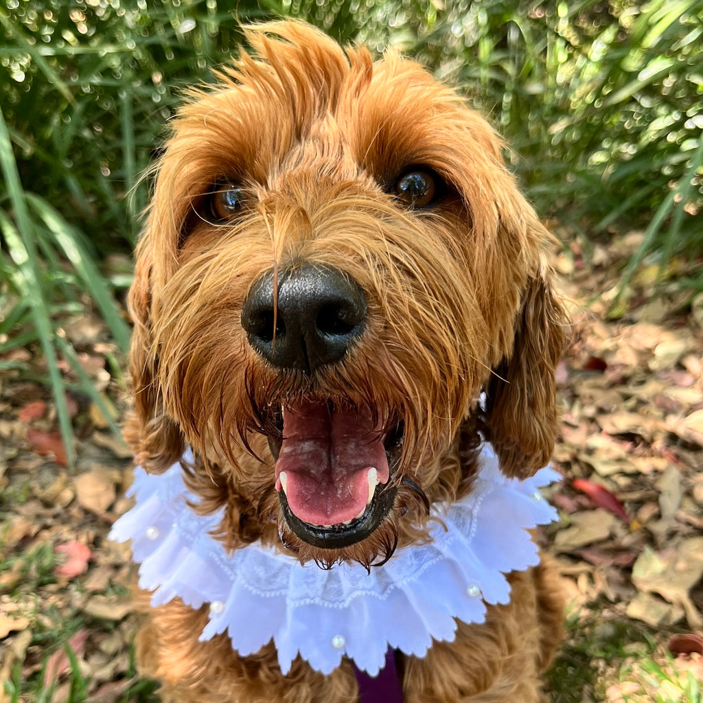 Titania Wedding Dog Fine Lace Tie Collar - White