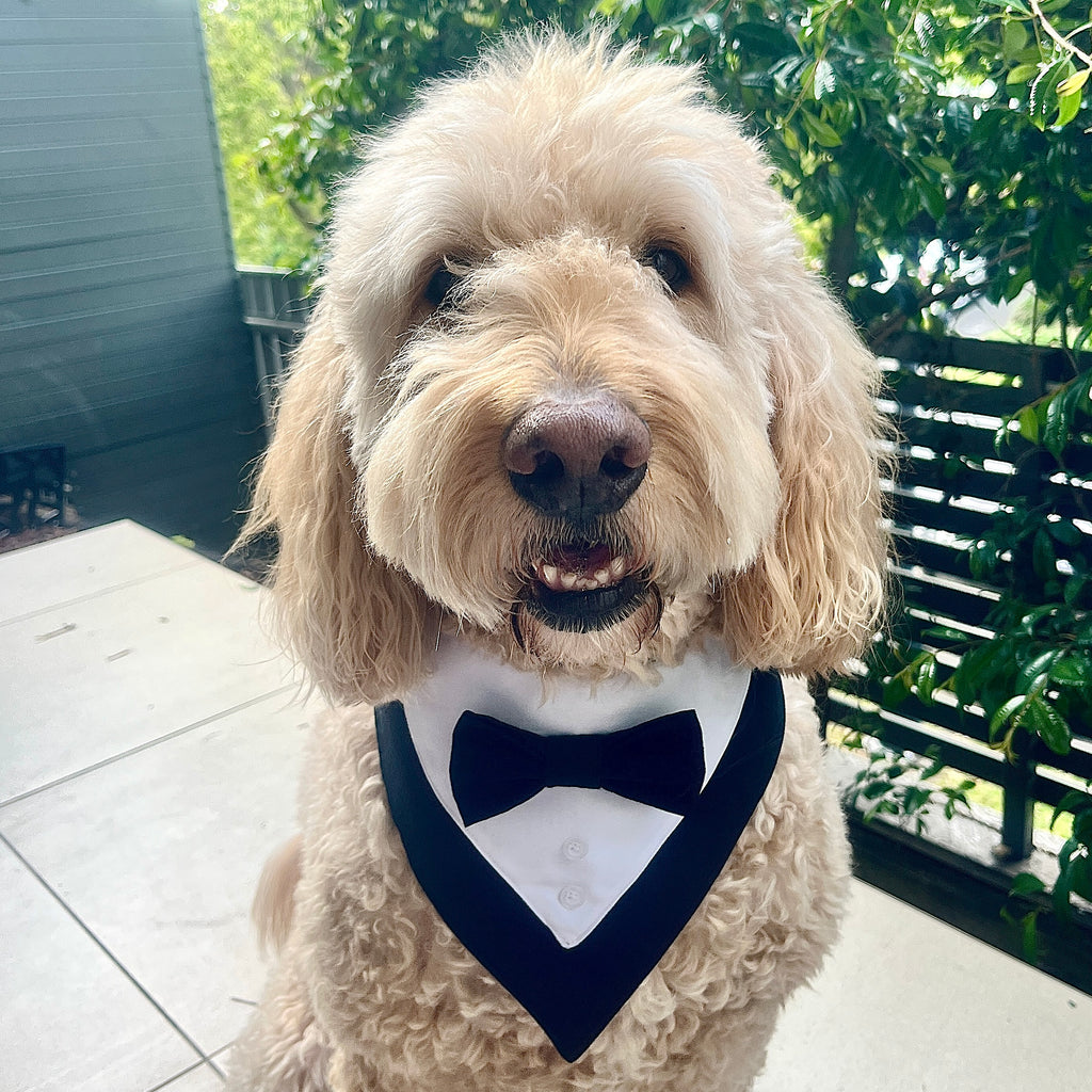 Tuxedo Dog Bandana - Black