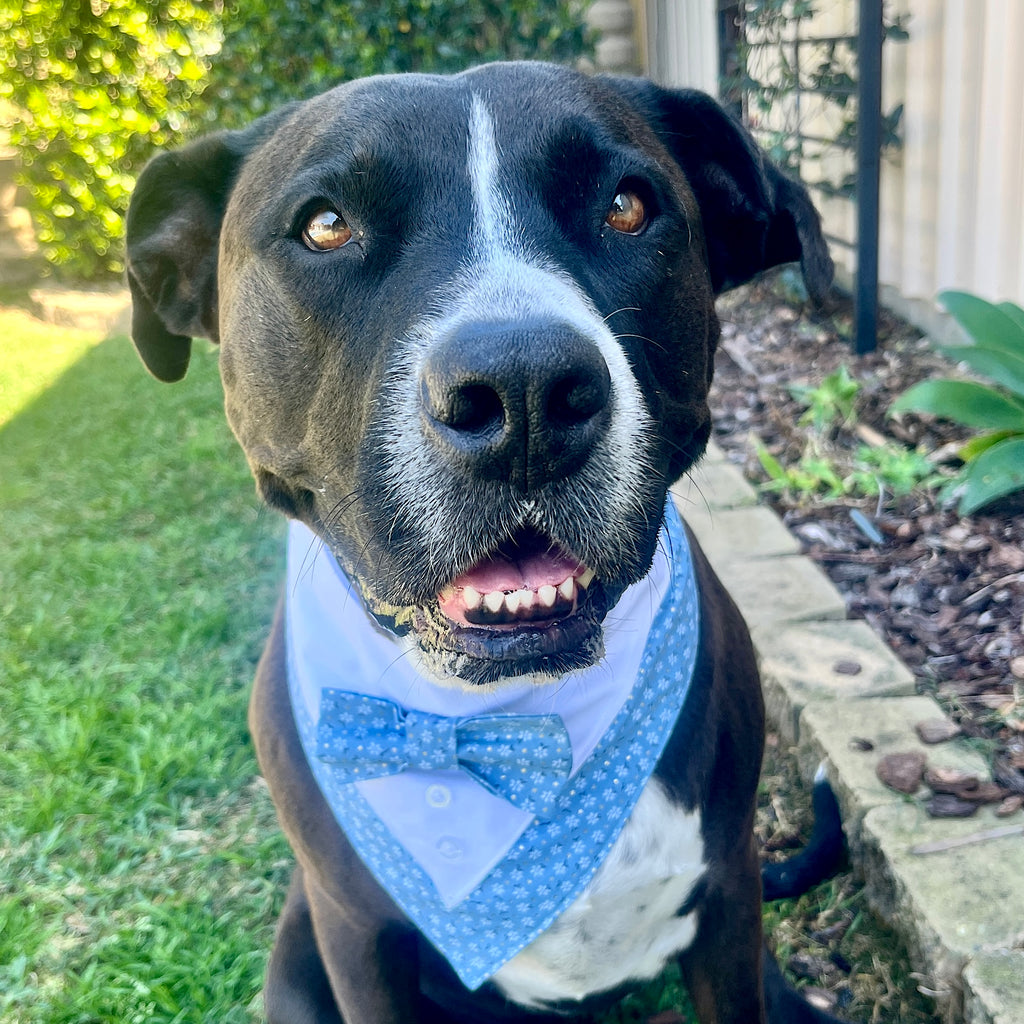 Tuxedo Dog Bandana - Sky Flowers