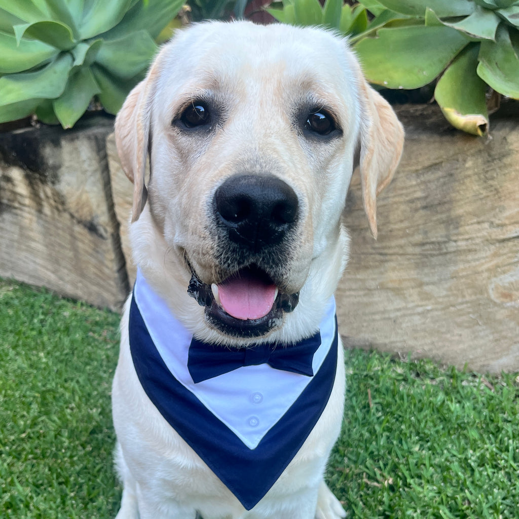 Tuxedo Dog Bandana - Navy