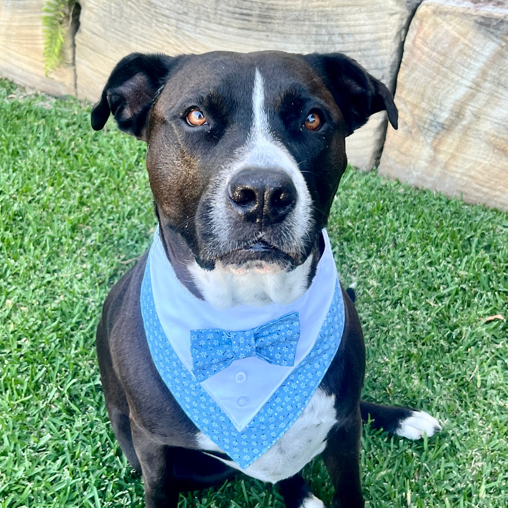 Tuxedo Dog Bandana - Sky Flowers