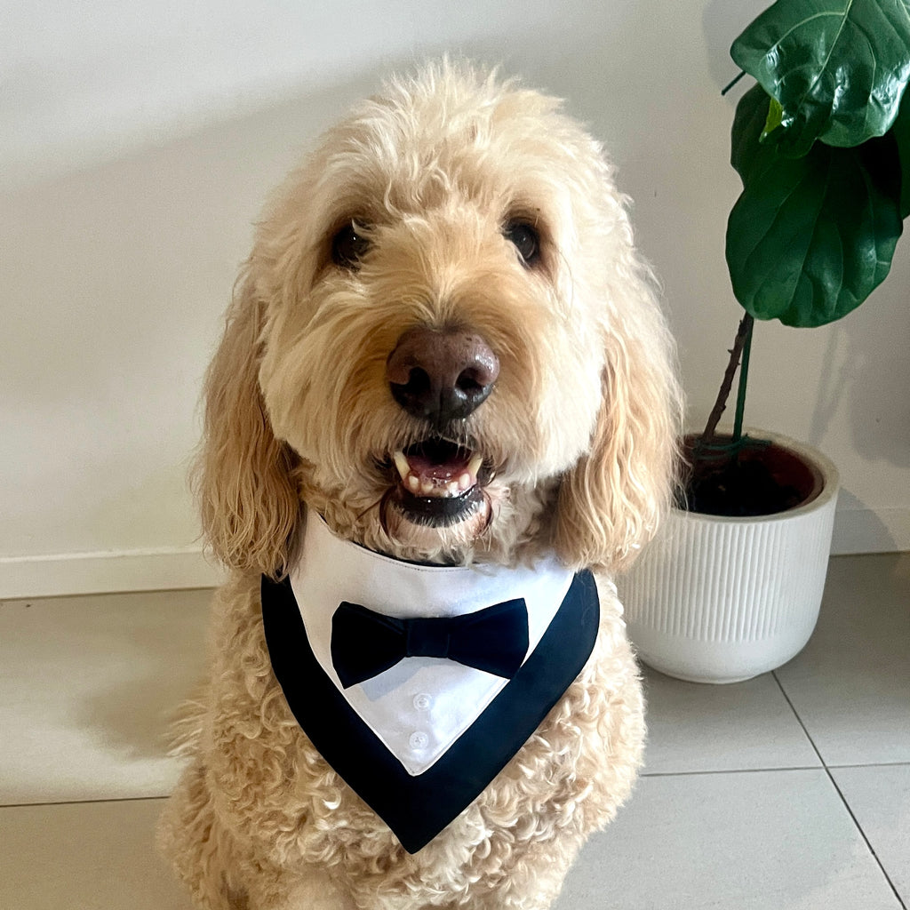 Tuxedo Dog Bandana - Black